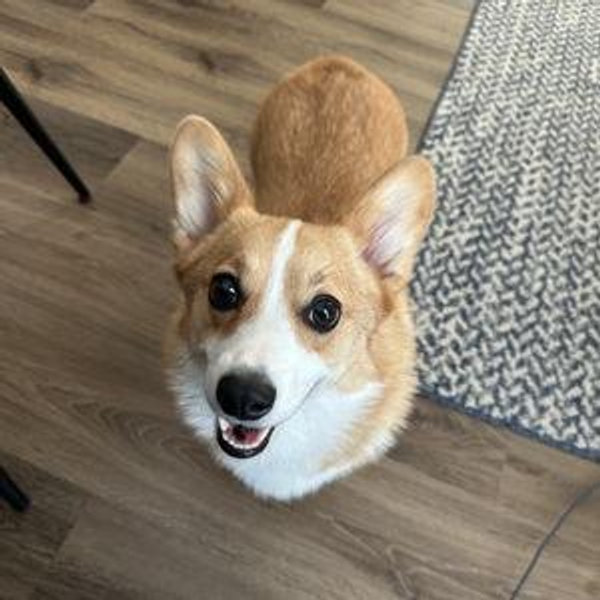 Endless Treats and Daycare Enrichments