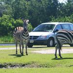 Drive Thru Safari