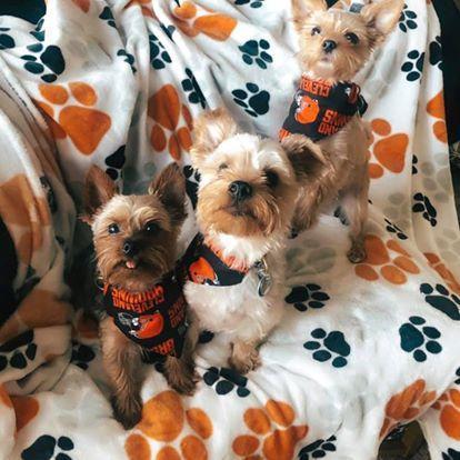 Our fur children. Jax, Leo, and Macey.