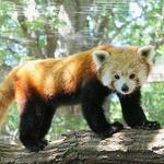 Mill Mountain Zoo