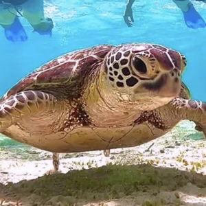 Turtle Snorkeling Excursion- Honeymoon