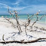 Shell Key Preserve