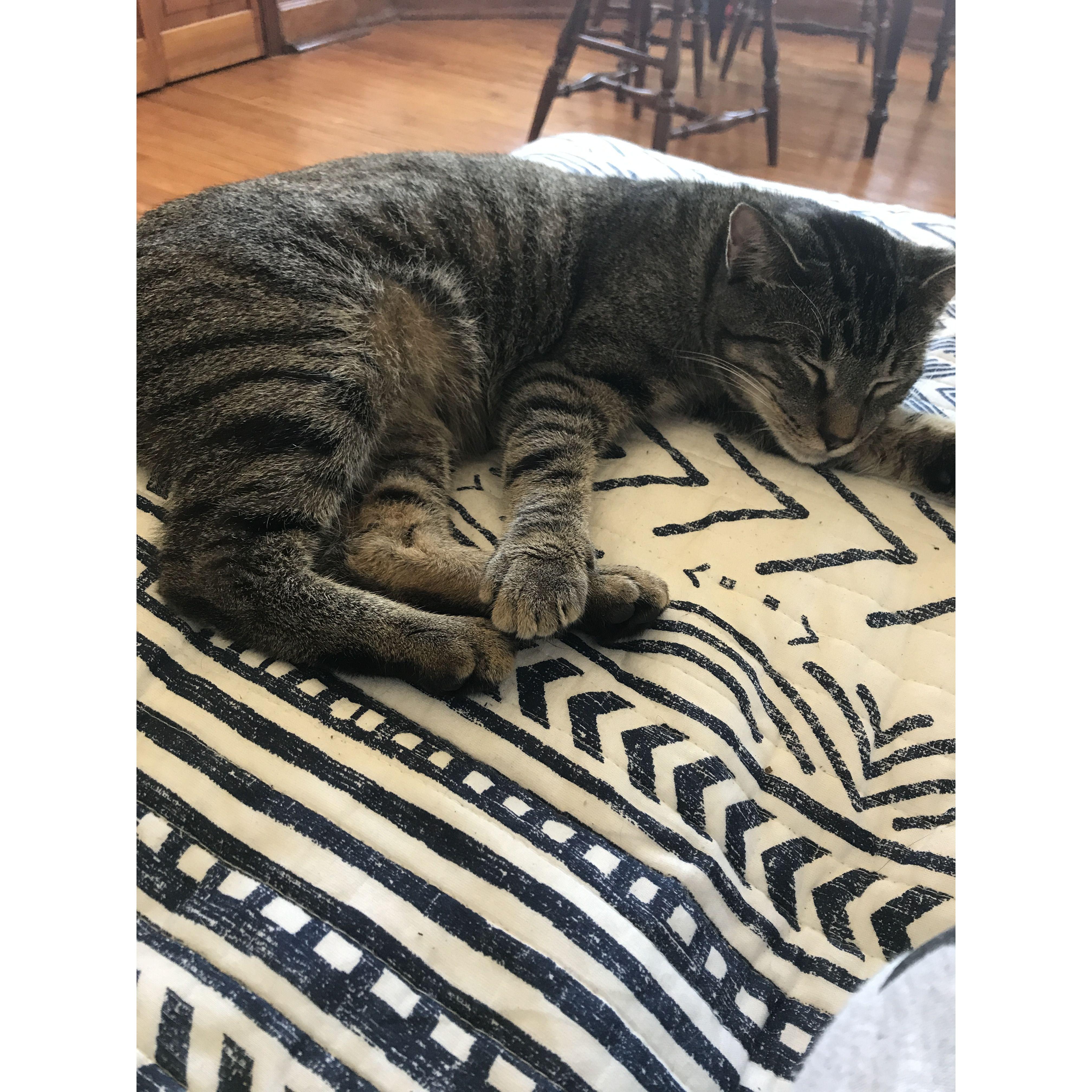 September 2019 shortly after adopting Scotty. He settled in right away!