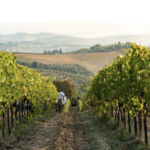 VISIT CASA LUCII WINERY AND TASTING FARM