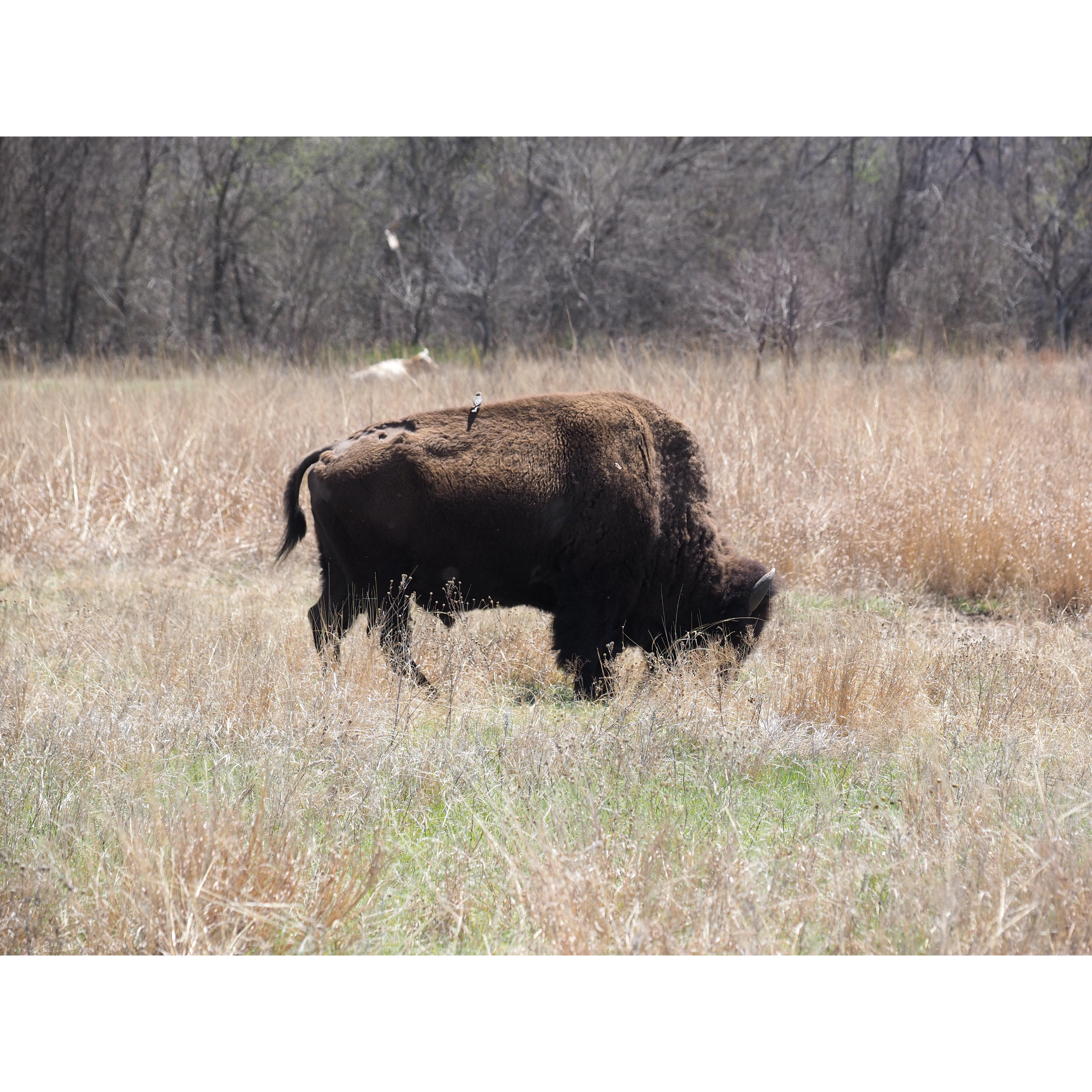 Wild longhorns and Bison at the nearby Wichita wildlife preserve, between us and our neighbor to the east, Lawton, Home of Fort Sill Army Installation.