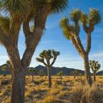 Joshua Tree National Park