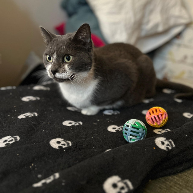 Pet Care During Honeymoon