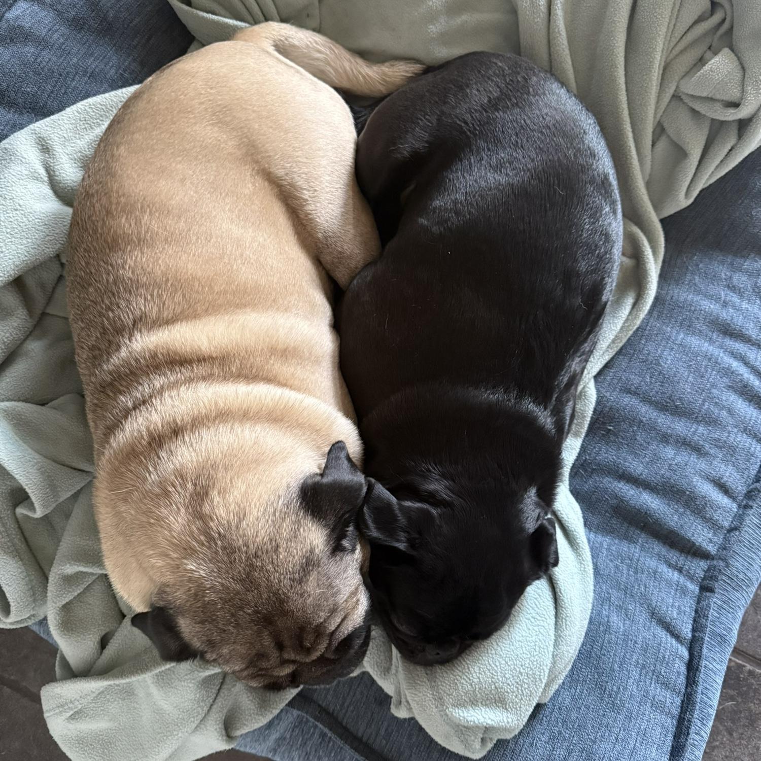 pug love