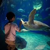 Virginia Aquarium & Marine Science Center
