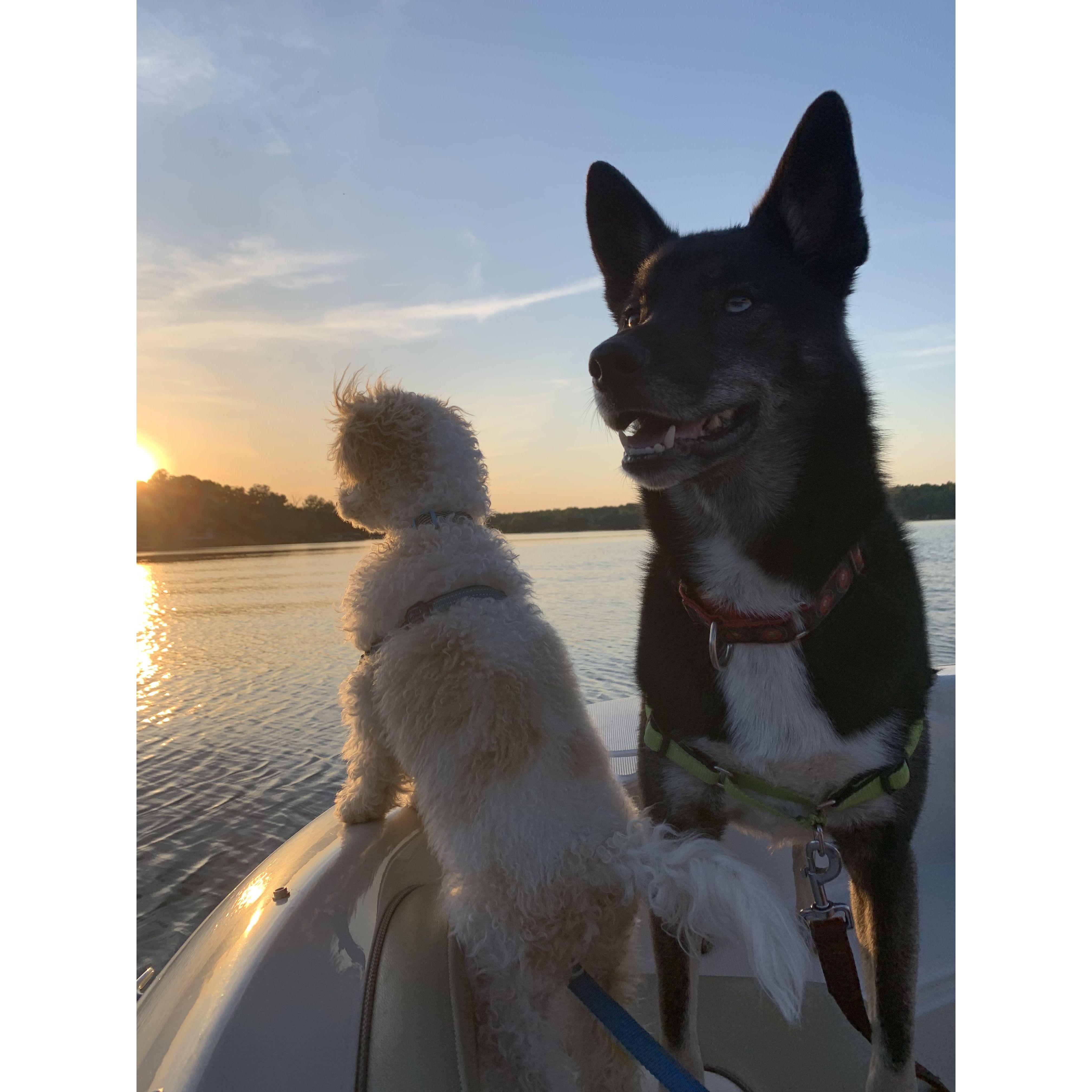 dogs on boats>>>