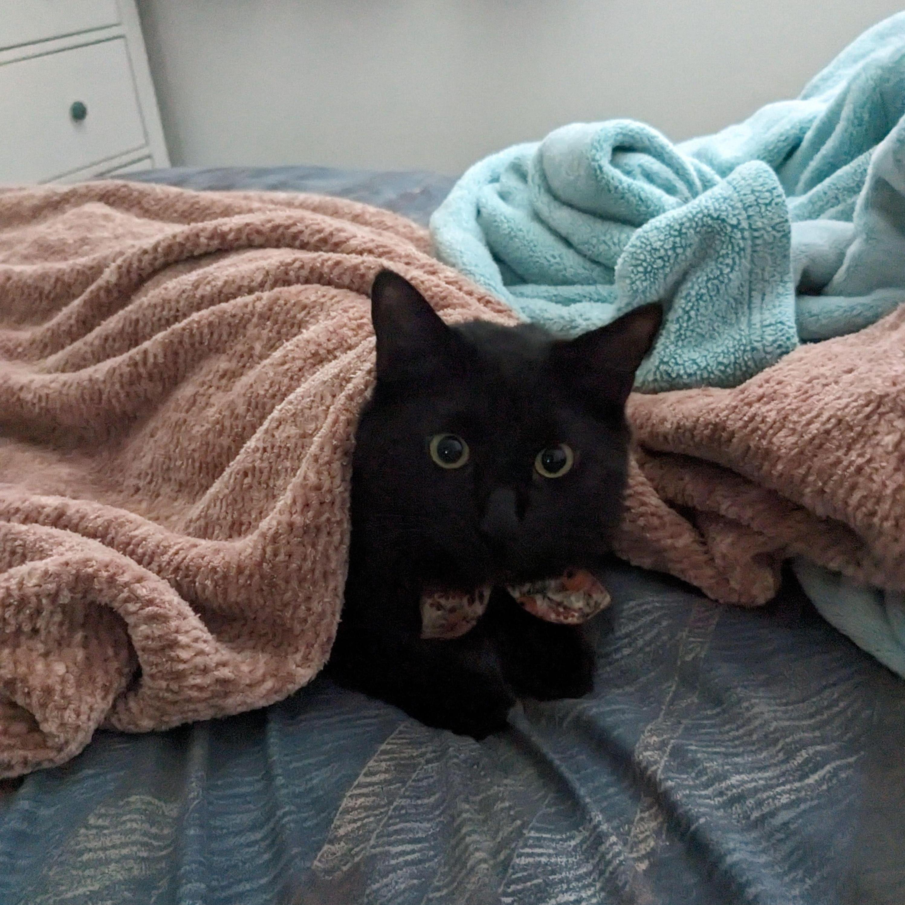 Sweet perfect lil angel baby Onyx