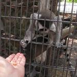 Bee City Zoo & Honey Bee Farm