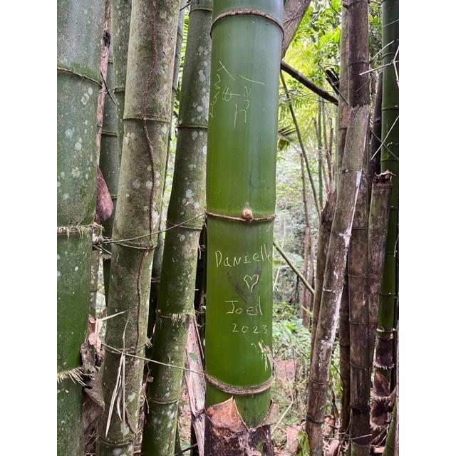 We left our mark in El Yunque