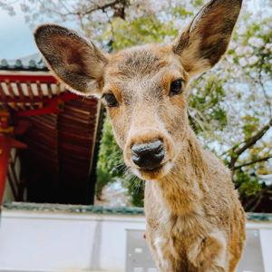 To Help Shan Smuggle A Deer Back Home