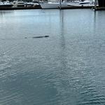 Lake Washington