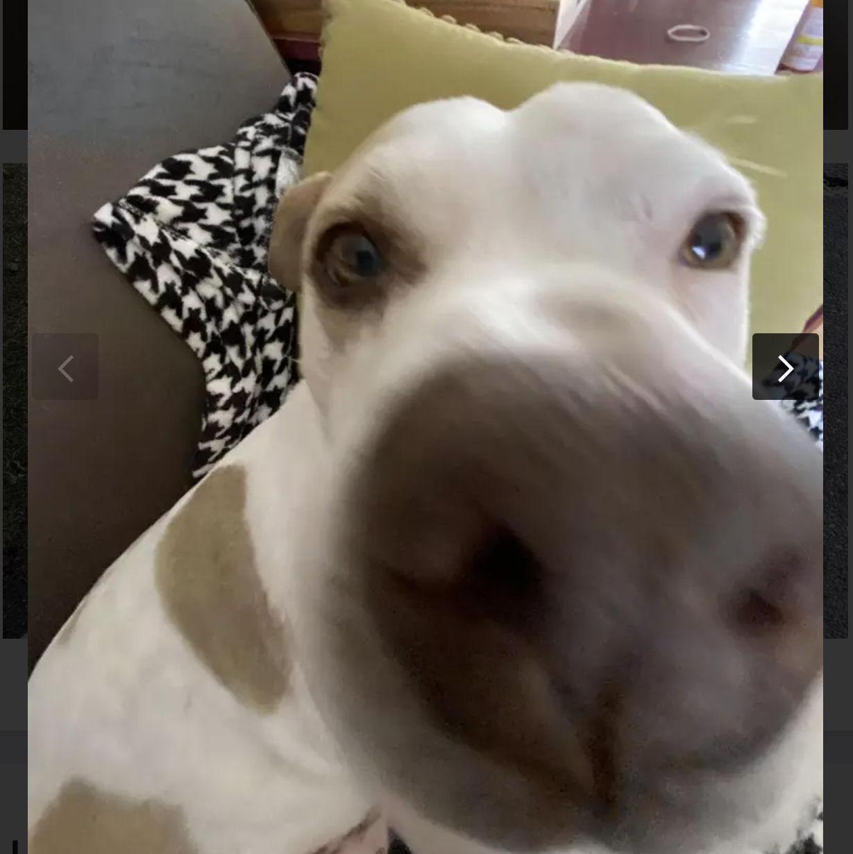 A "Boop" from Penzey Barker.