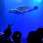 Acuario Mazatlán
