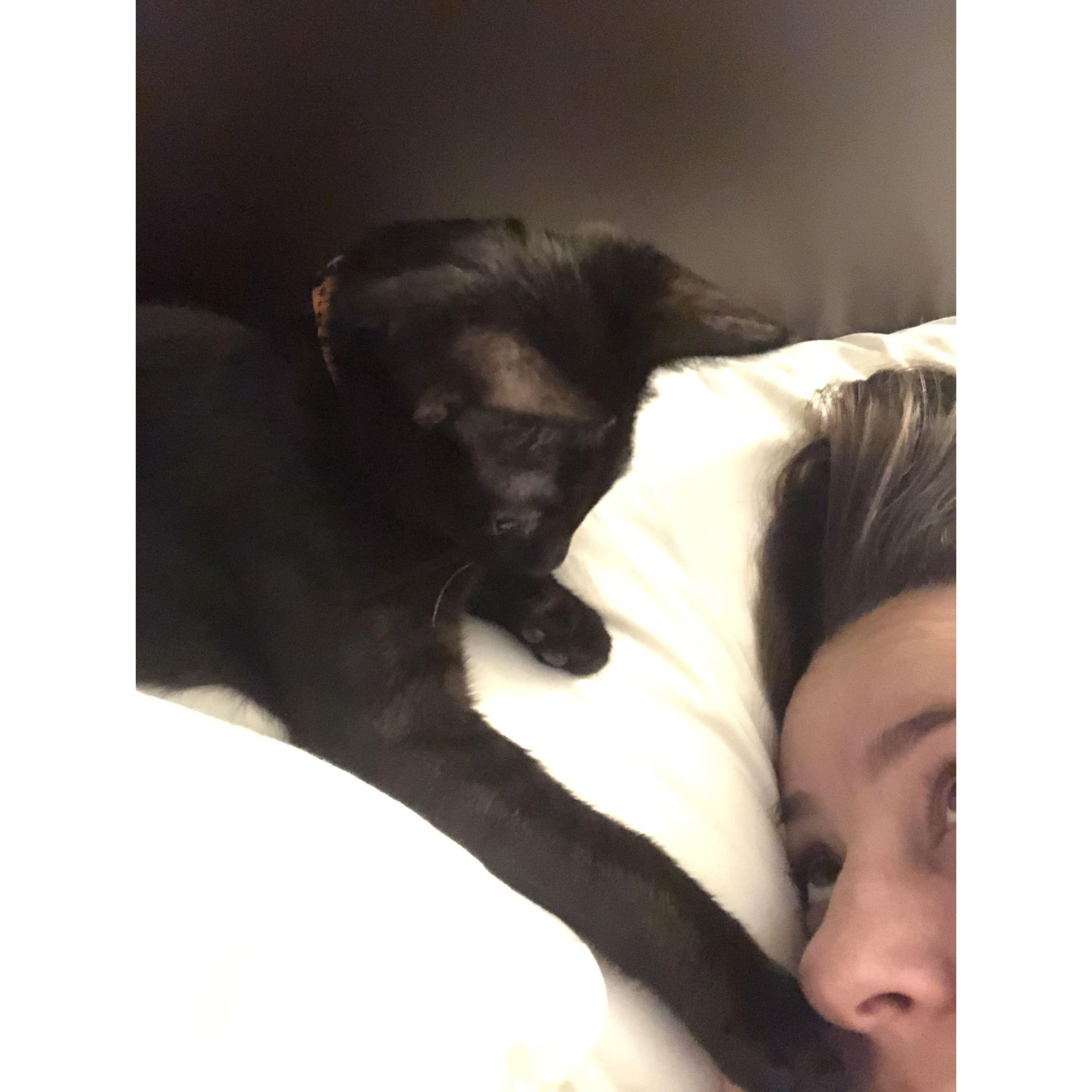 The kitten has grown up so fast, so happy he's apart of our lives