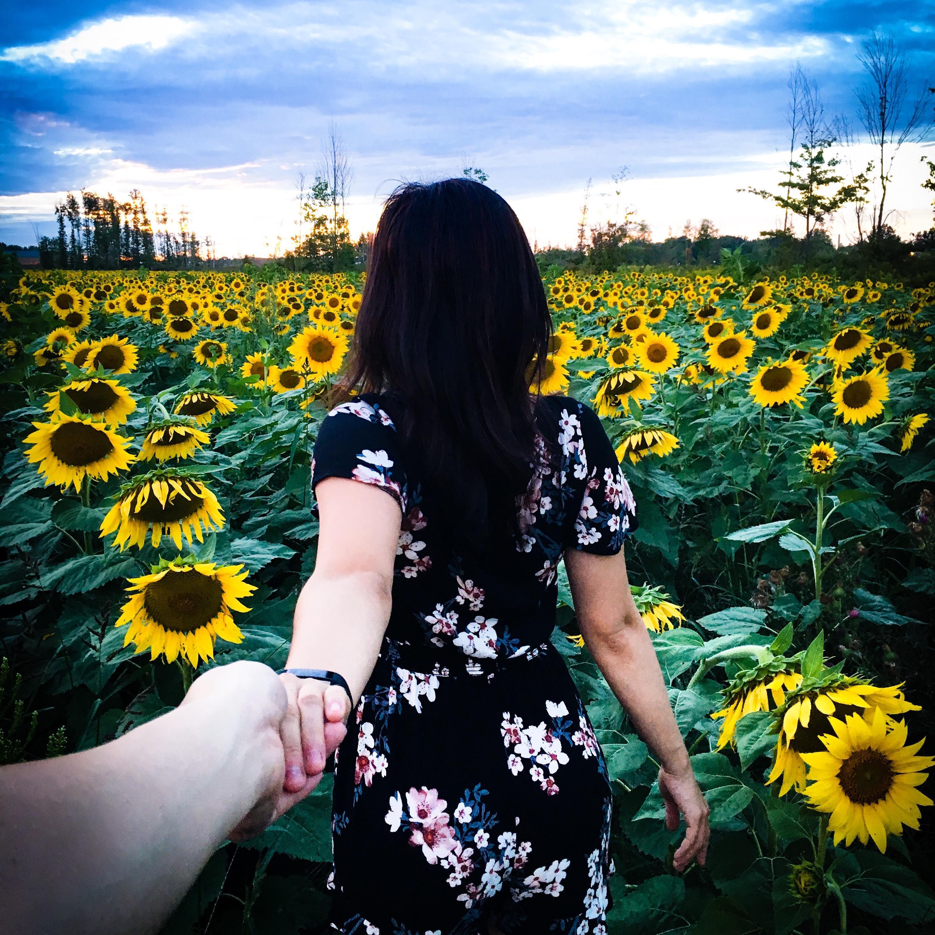 Followmeto Prayer's for Maria Sunflower Field in Avon, Ohio.
