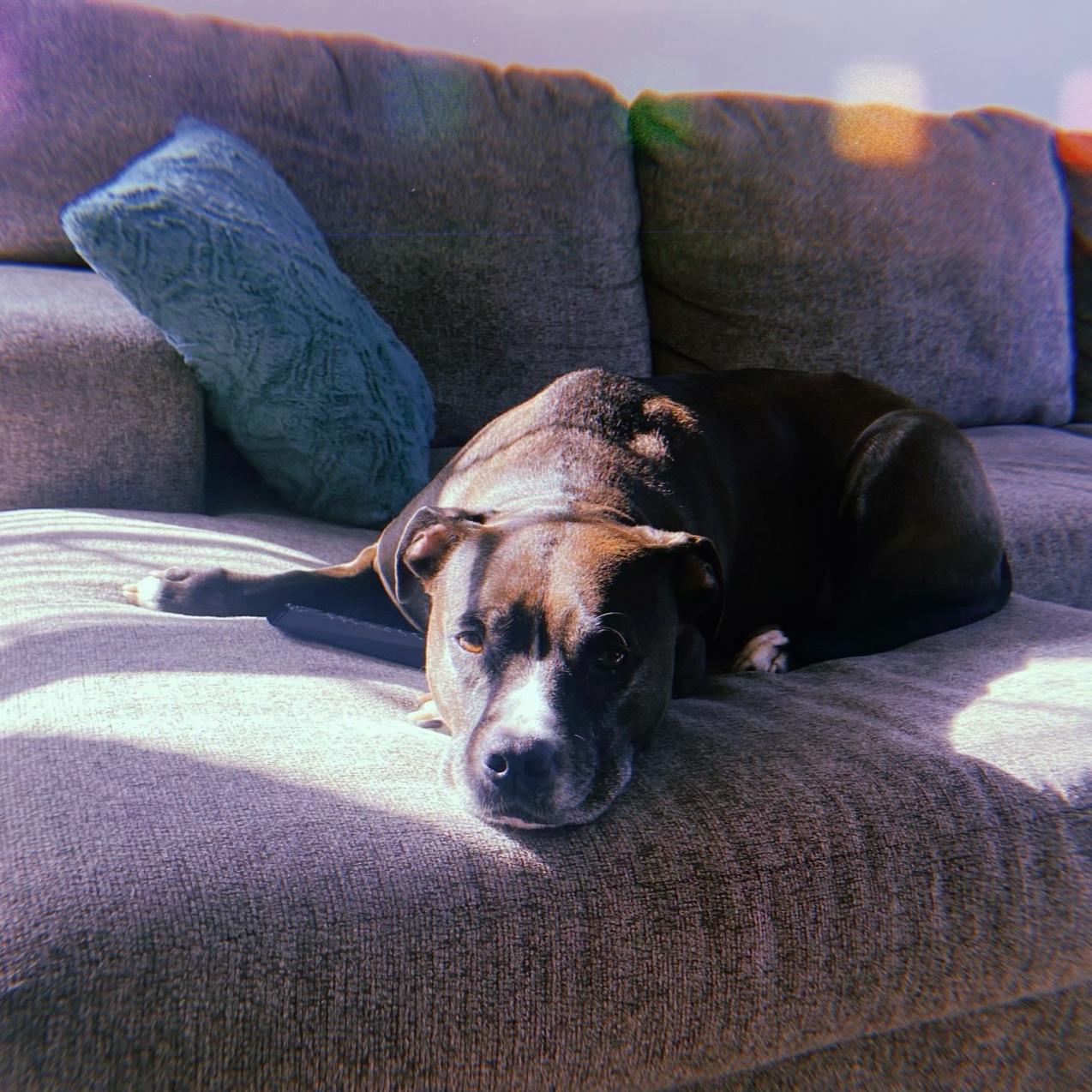 Our sun seal