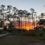 Dutton Island Preserve