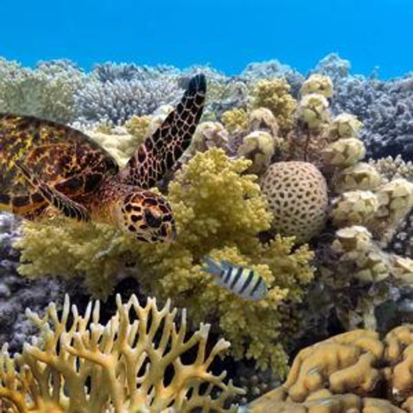 Great Barrier Reef Snorkeling Adventure
