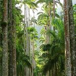 Botanical Garden of Rio de Janeiro