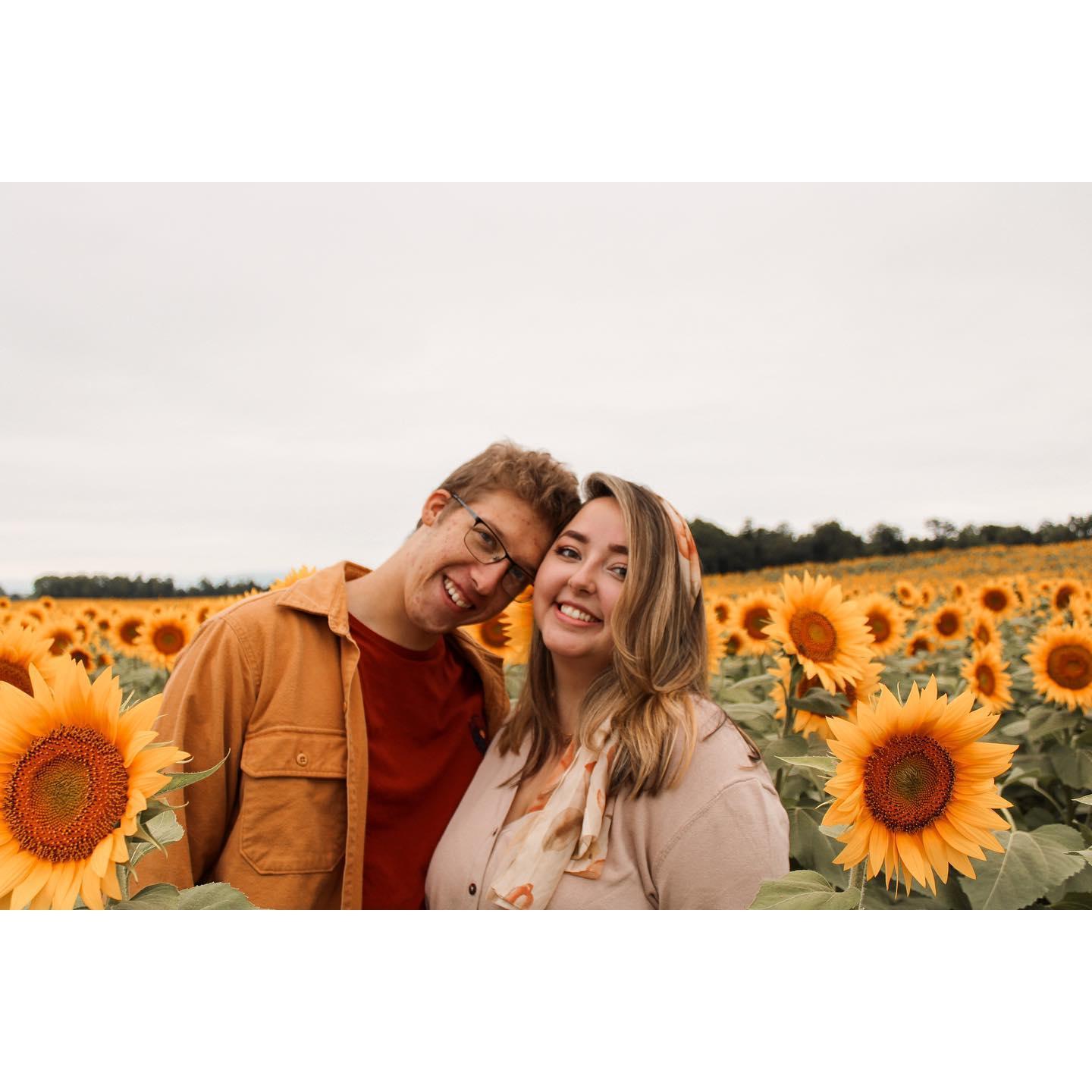 Sunflower field, Chambersburg, PA. Fall 2020