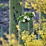 Tucson Botanical Gardens