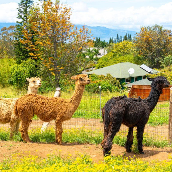 Maui Alpaca Farm Tour