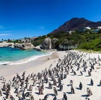 Cape Peninsula Tour