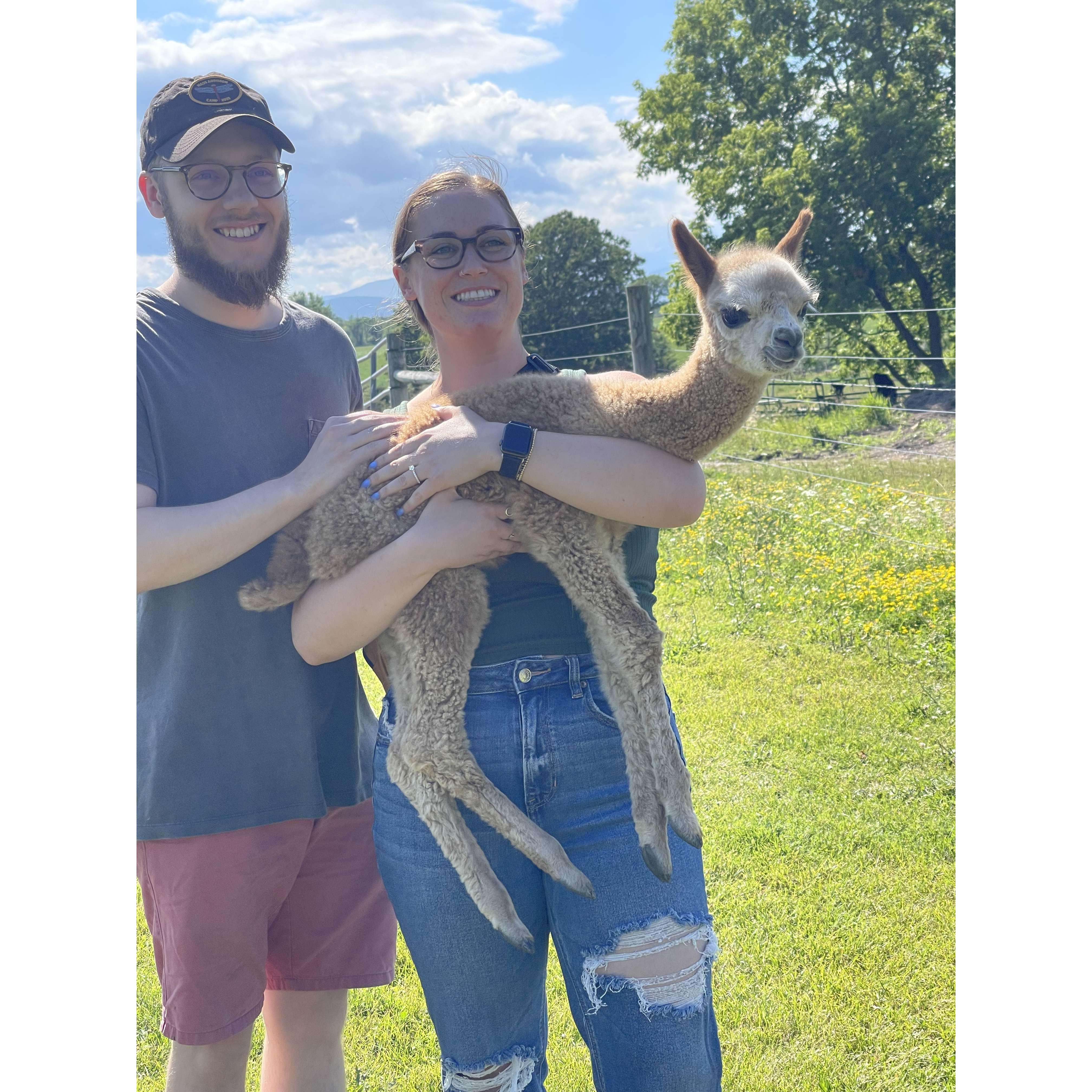 Alpaca Farm! Our first wedding venue tour