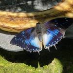 Butterfly Rainforest at the Florida Museum of Natural History