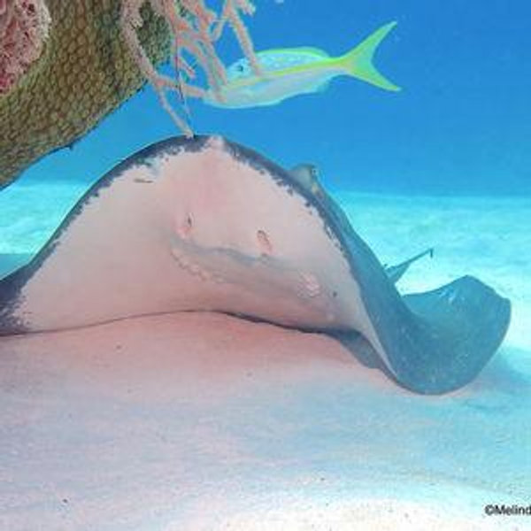 Swimming with the Pigs and Stingrays