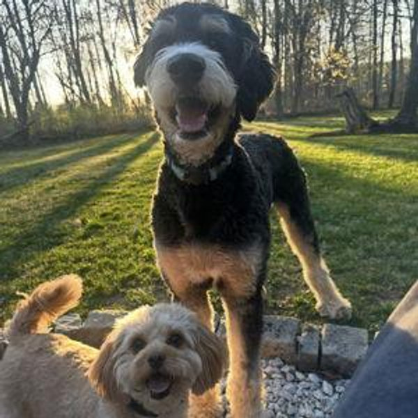 Pet Sitter For Our Honeymoon