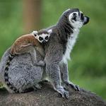 Summerfield Zoo