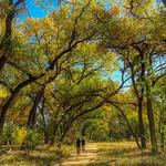 Bosque Trail