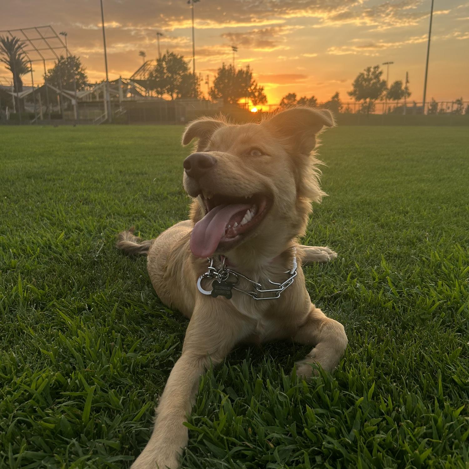 Meet our third addition to the family (Maple)!