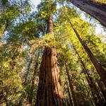 Henry Cowell Redwoods State Park