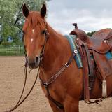 Silver Bit & Spur Farm