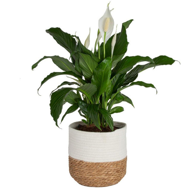 Costa Farms Peace Lily, Spathiphyllum Live Indoor Plant, 24-Inches Tall, Spring Decor, Giftable Plant Item, in White Decor Planter