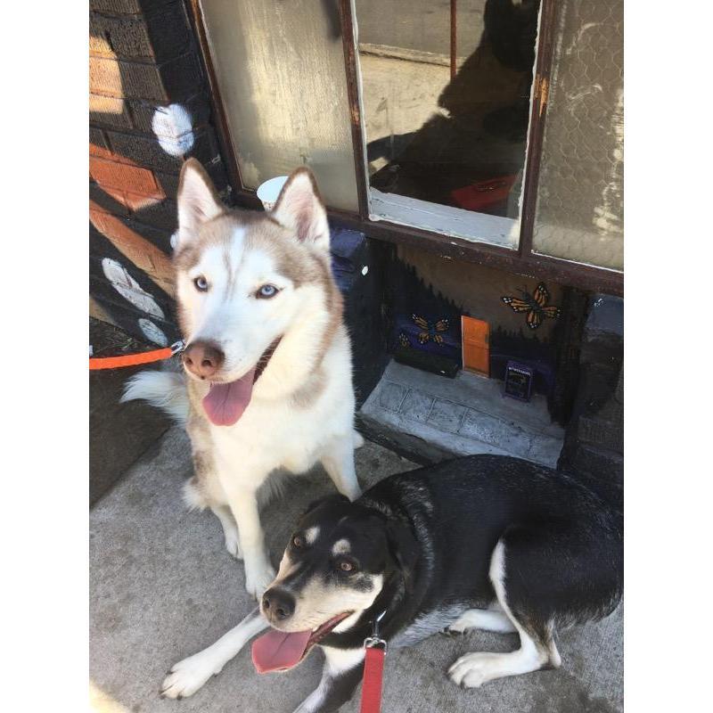 The real stars of the show - Luna and Lily