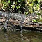 Acadian Swamp Tours