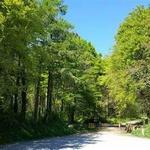 Knocknacree Woods