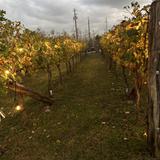 Nice Winery
