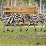 Wild Florida Drive-thru Safari Park