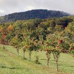Apple Hill Orchard and Cider Mill