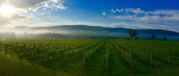 Alba Vineyard & Winery