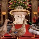 The Peabody Duck Walk