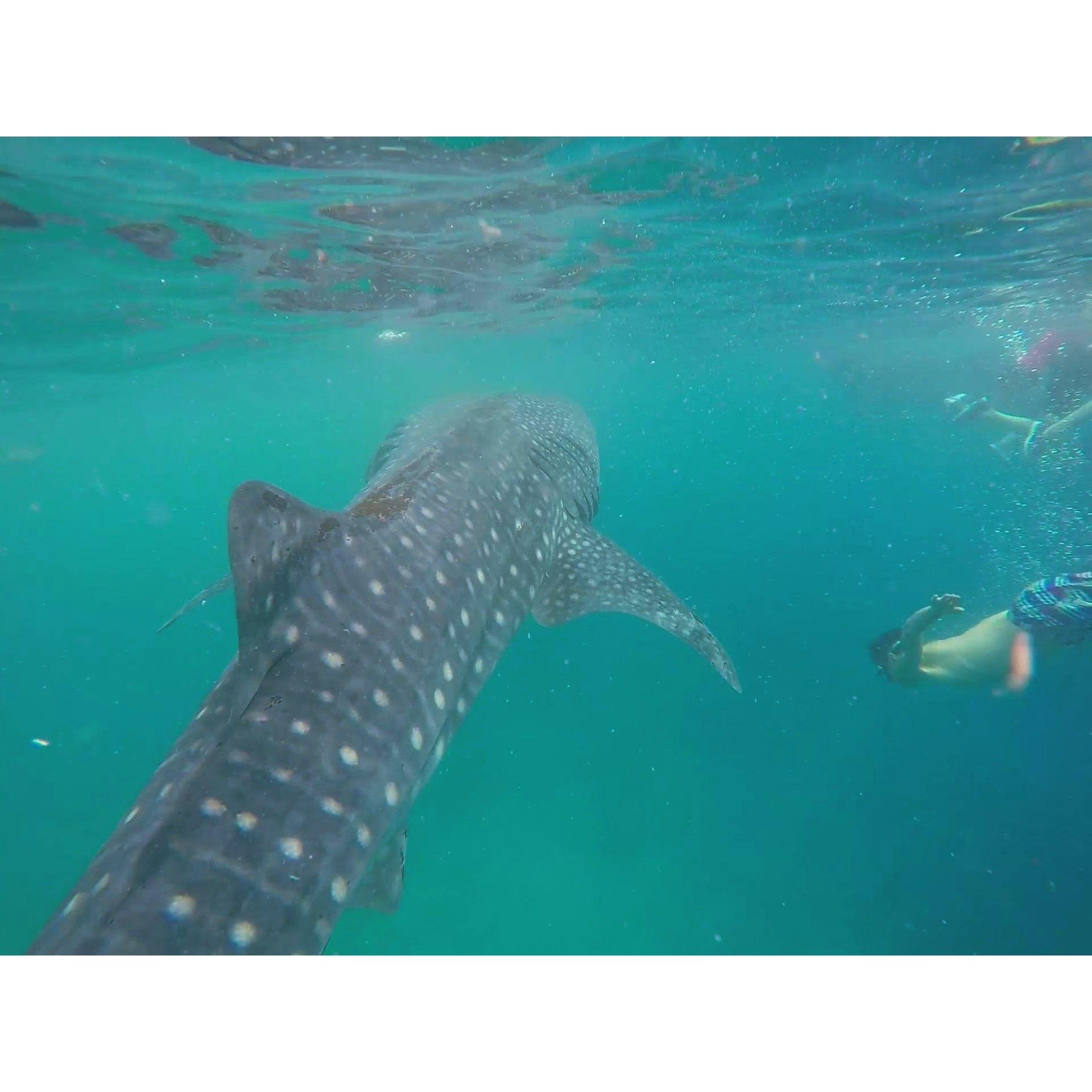 Swimming with whale sharks -Cebu, Philippines